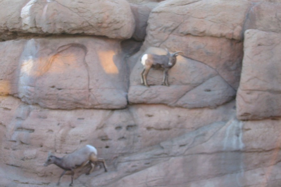 ../image/bighorn sheep 4.jpg